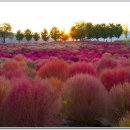 임진강 댑싸리 공원 일몰 이미지