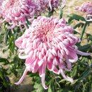 그 해 가을 이미지