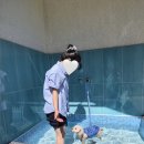 호스위