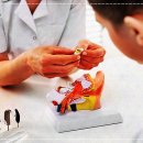 더사운드보청기 대전점 이미지