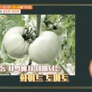 토마토컴퍼니
