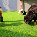 헬로우댕댕유치원 이미지