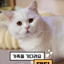 [입양홍보] 고양이계 강호동🧡테디🧡 이미지