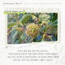참나무 3형제 이미지