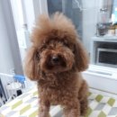 댕댕이쁘띠샵 이미지