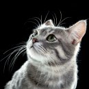 고양이 수염 이미지
