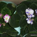 바이올렛 이미지