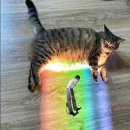 8 seconds trip🐱🐟💓 이미지