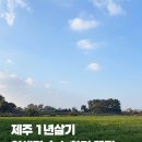 대흘초등학교 | 제주 1년살기 연세 매물 찾기 후기 및 꿀팁 공유
