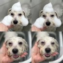 논현 켄넬 이미지