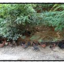 달구와 낭구 이미지