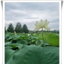 건강한 웰빙 밥상만들기 | 오분명상,알아차림과 산란함의 10가지 비유. 싸움의 지혜. 행복감 증진을 위한~.이 음식은 밥상에서~.