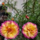 오늘이쁘다 이미지