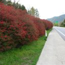 섬진강변 철쭉길 이미지