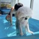 섬내공원 화장실 | 푸켓 시밀란섬 투어 추천! 내돈내산 스노클링/인생샷 후기