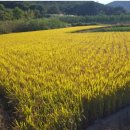 강진정미소 이미지