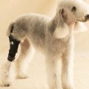 스마트보조기 이미지