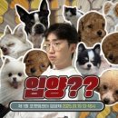 포캣멍 네이버블로그
