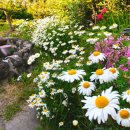 김녕한옥 용암정원 이미지