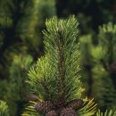 바르실래 이미지