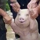 미소돼지 이미지