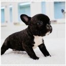 펫미업 | 🐶 애완견 종류와 가격 완벽 가이드