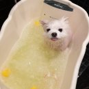 그루펫 이미지