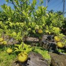 협재통나무집 이미지