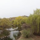 서울의 봄, 응봉산 개나리 이미지