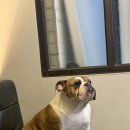 왈왈펫카페 이미지