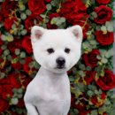 어반독스 이미지