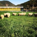 드림한우농장 이미지