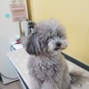 그루밍샵(grooming shop) | 더펫샵 고성점 애견미용 Grooming Shop