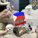 메종드퍼피 | 의정부미니비숑분양전문 메종드백의 강아지분양후기