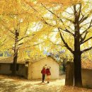 은행나무1길 이미지