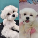 방배1동주민센터 소회의실 | 서초구 방배 사당 애견미용 - 제이뽀애견미용실 만족 후기