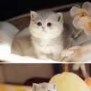 창원강아지분양 헬스독 애견입양 말티푸들포메라니안미니비숑 이미지