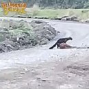 타이라(Tayra) 이미지