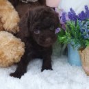 우아펫 대전점 이미지