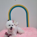 언제나 사랑할개 이미지