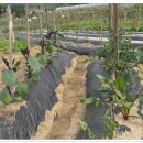 현일농장 이미지