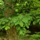 조경기능사(실기) 이미지