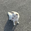 포인트마트하양 | [정읍] 정읍 리틀포레스 또 가고싶은 숙소