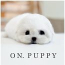 퍼피 라이프 이미지