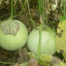 한종농장 이미지