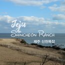 신천목장 | 제주도 겨울 가볼 만한 곳 신천 목장 카페물썹 귤피 없음