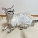 동그라미펫 이미지