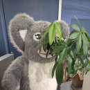 꼬알라파이 | 꼬알라파이 미트파이 폴드포크 애플파이 솔직후기