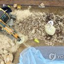 신창농장 이미지