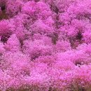 청강수천 이미지